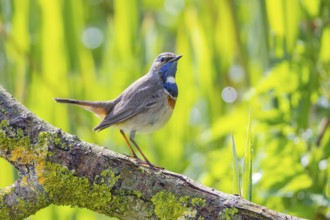 Bluethroat (Luscinia svecica cyanecula) Male Germany