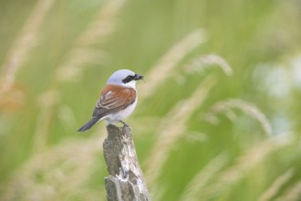 Red-backed shrike (Lanius collurio) ml Germany