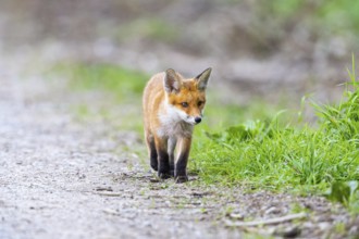 Fox (Vulpes vulpes) puppy Germany