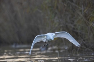 Great White Egret (Egretta alba) Germany