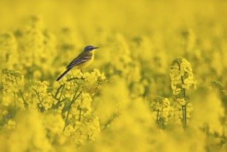 A yellow wagtail sits in spring in a flowering rape field near Frankfurt am Main, Frankfurt am