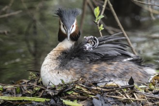 Great Crested Grebe (Podiceps Scalloped ribbonfish) with juveniles, Emsland, Lower Saxony, Germany,