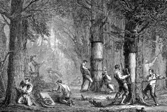 The peeling of the cork oak in Algeria, in 1880, Historical, digital reproduction of an original