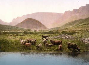 Cattle drinking water from a loch in Scotland, c. 1890, Historic, digitally restored reproduction