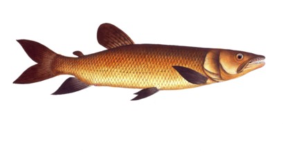 Fish, Fishes, Salmon family, Salmo odoe, Hepsetus odoe, African pike characin, Historical,