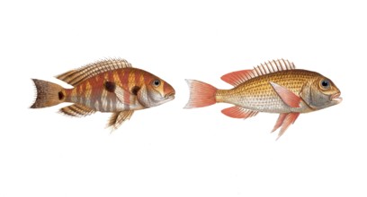 Fish, fish, left: Family of sea bream, Sparus surinamensis, the surinamese Brassem, the gilt-head