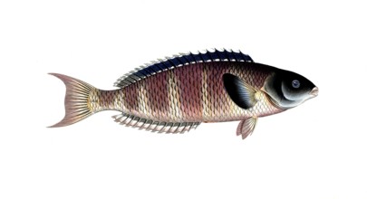 Fish, Fish, Genus of Wrasse, Labrus lunaris, Historical, digitally restored reproduction from a