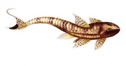 Fish, Pisces, Loricaria maculata, the spotted armoured fish, The maculated Cuirassier, Historical,