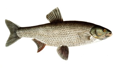 Fish, Fish, Genus of carp fish, Cyprinus Aspius, Leuciscus aspius, Asp or Schied, Asp, Historical,