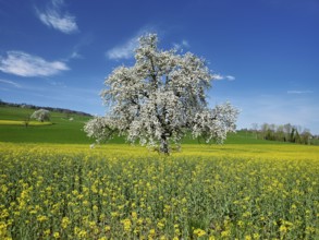 Flowering pear tree (Pyrus communis), standing in a field of flowering rape, Beinwil, Freiamt,