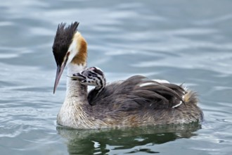 Great Crested Grebe (Podiceps Scalloped ribbonfish), with chicks in plumage swimming in the water,