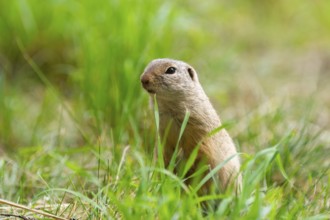 European ground squirrel (Spermophilus citellus) on a meadwo, Bavaria, Germany, Europe