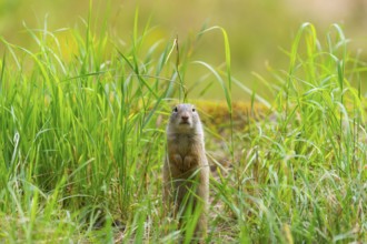 European ground squirrel (Spermophilus citellus) on a meadwo, Bavaria, Germany, Europe