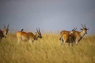 Eland (Tragelaphus oryx) Masai Mara Kenya