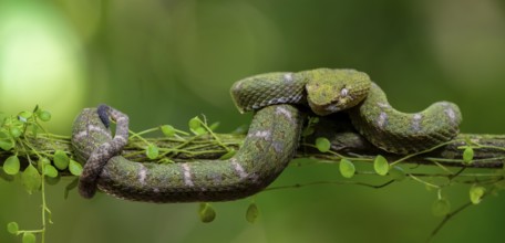 Griffin-tailed lance adder (Bothriechis schlegelii), green variety, sitting on a branch, Heredia