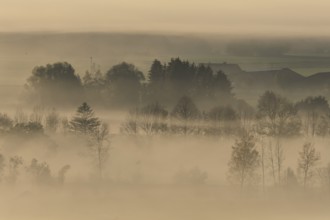 Foggy mood, fog, morning light, backlight, autumn, Loisach-Lake Kochel-Moor, foothills of the Alps,