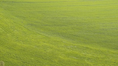 Meadow, tractor tracks, Swabian Alb, Baden-Württemberg, Germany, Europe