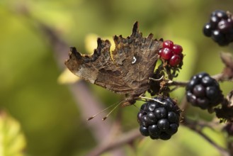 Comma butterfly (Polygonia c-album) adult insect feeding on a blackberry fruit in the summer,