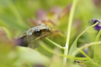 Common frog (Rana temporaria) juvenile baby amphibian amongst grass of a garden lawn, England,