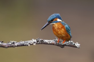 Common kingfisher (Alcedo atthis) adult male bird on a tree branch, England, United Kingdom, Europe