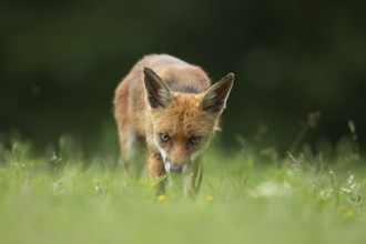 Red fox (Vulpes vulpes) adult animal standing in grassland in the summer, England, United Kingdom,