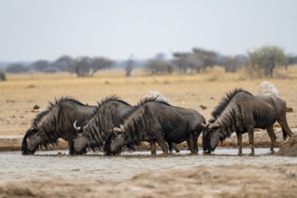 Blue wildebeest (Connochaetes taurinus), four wildebeest drinking at a waterhole, Nxai Pan National