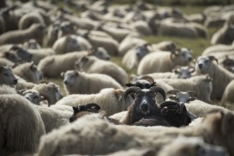 Sheep (Ovis aries), sheep drive or réttir, near Laugarbakki, North Iceland, Iceland, Europe