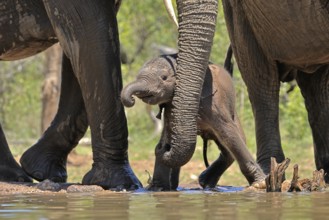 African elephant (Loxodonta africana), young animal, with mother, baby elephant, calf, at the