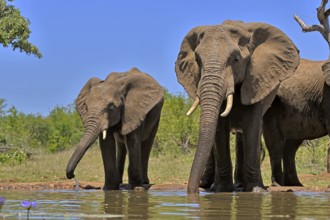 African elephant (Loxodonta africana), adult, female, mother, half-grown young, mother with