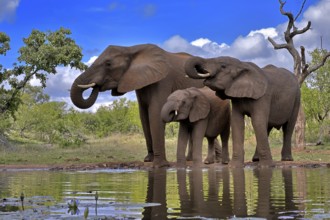 African elephant (Loxodonta africana), adult, female, mother, two young, mother with young, at the