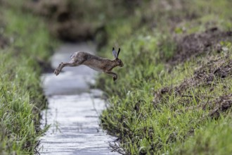 European hare (Lepus europaeus) jumping over a ditch, Emsland, Lower Saxony, Germany, Europe