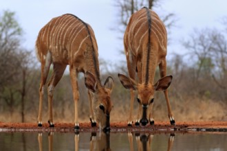 Nyala (Tragelaphus angasii), adult, female, two females, drinking, at the water, Kruger National