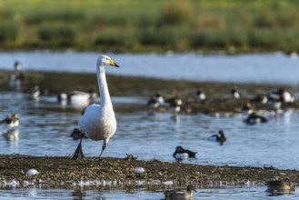 Tundra Swan, Bewick's Swan, Cygnus columbianus in flight at winter in Slimbridge, England, United