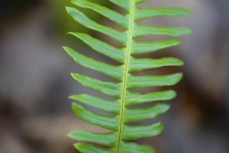 Ribbed fern (Blechnum spicant) Detail of fern frond, Lower Saxony, Germany, Europe