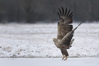 White-tailed eagle (Haliaeetus albicilla) foraging on a frozen lake, adult eagle, hunting over