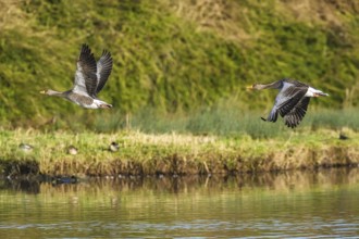 Greylag Goose, Anser anser, birds in flight over winter marshes