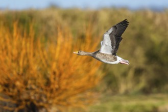 Greylag Goose, Anser anser, bird in flight over winter marshes