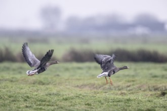 White-fronted Geese (Anser albifrons), East Frisia, Lower Saxony, Germany, Europe