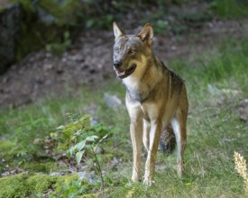 Wolf (Canis lupus) stands in a clearing in the forest and looks attentively, Germany, Europe