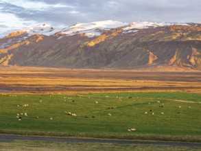 Grazing sheep, warm light at sunset, view over meadows to glacier Eyjafjallajökull, Fljotsdalur