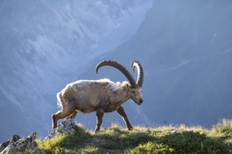 Alpine ibex (Capra ibex), adult male, in the morning light, Mont Blanc massif, Chamonix, France,