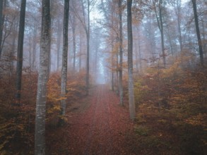 Foggy forest path in autumn with orange leaves and peaceful atmosphere, Gechingen, Black Forest,