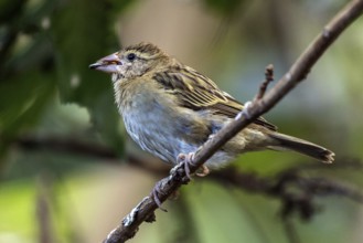 Sparrow (Passeridae), sitting on a branch, with a sunflower seed in its beak, Baden-Württemberg,
