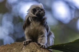 Liszt monkey (Saguinus oedipus), captive, Baden-Württemberg, Germany, Europe