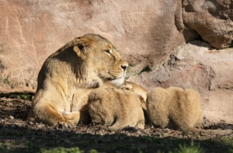 Asiatic Lion (Panthera leo persica), female, mother lying on the ground and suckling her two cubs,