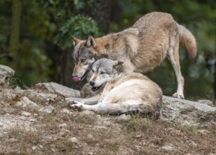 Wolves (Canis lupus) lying and standing on a rock, social behaviour, captive, Germany, Europe