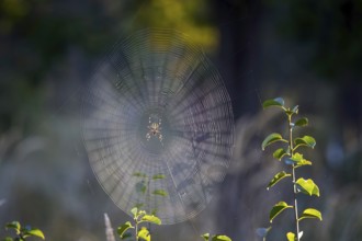Cross spider (Araneus), garden cross spider (Araneus diadematus) wheel web, garden cross spider,