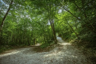 Path divided into branches in a green forest with sunlight shining through the leaves