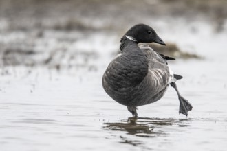 Brent goose (Branta bernicla), Amrum, Schleswig-Holstein, Germany, Europe