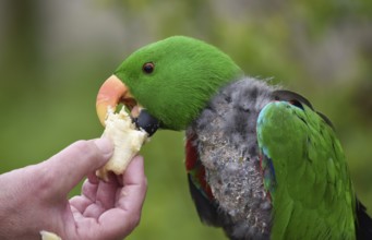 Noble parrot, (Eclectus) in moult, Vogelpark Marlow, Mecklenburg-Vorpommern, Germany, Europe